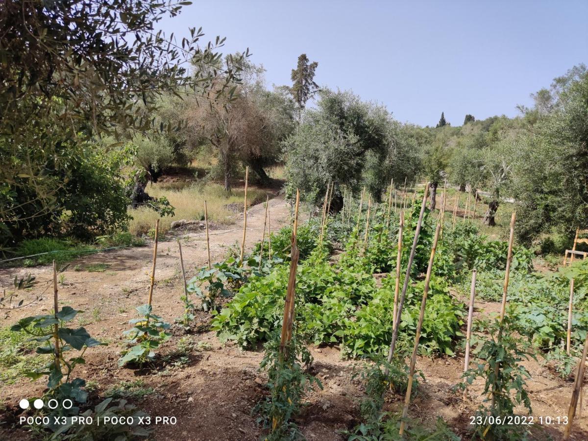 Corfu Oasis Studio Neochorakion Eksteriør bilde